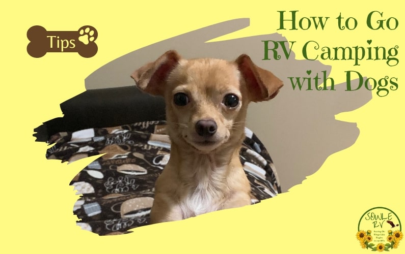 How to Go RV Camping with Dogs and Must Haves