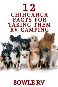 12 Chihuahua Facts You Need to Know Before Taking them RV Camping | SOWLE RV
