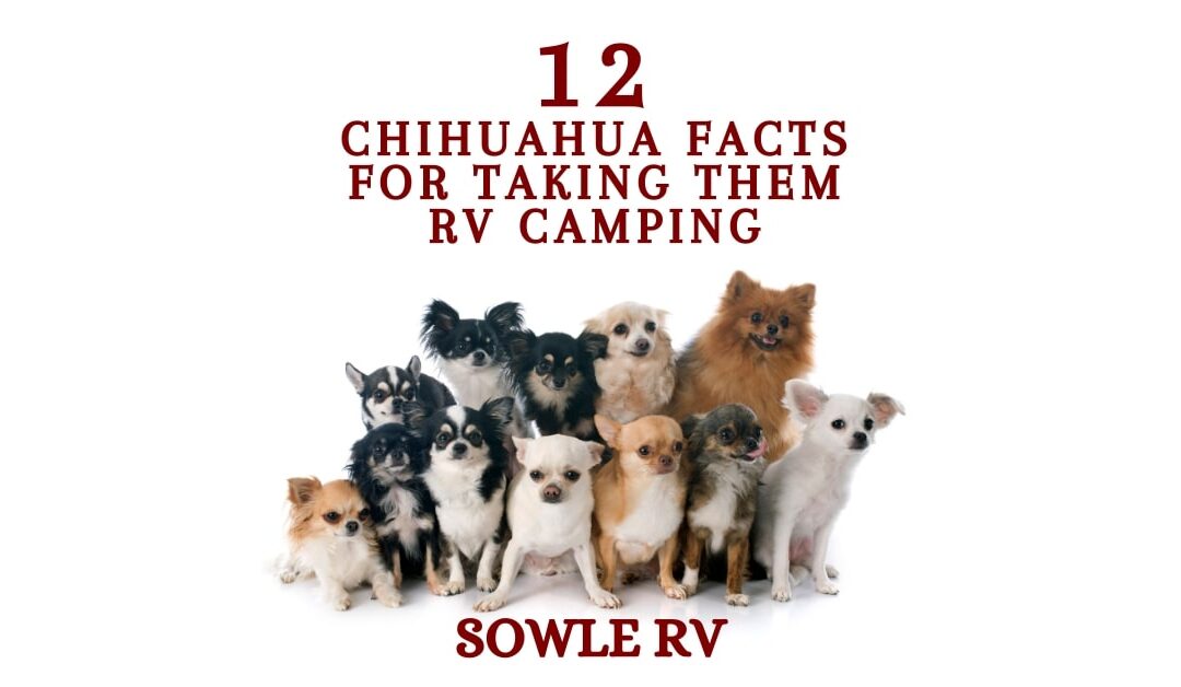 12 Chihuahua Facts You Need to Know Before Taking them RV Camping