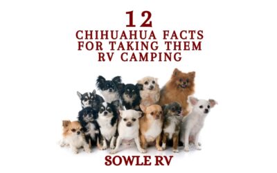 12 Chihuahua Facts You Need to Know Before Taking them RV Camping