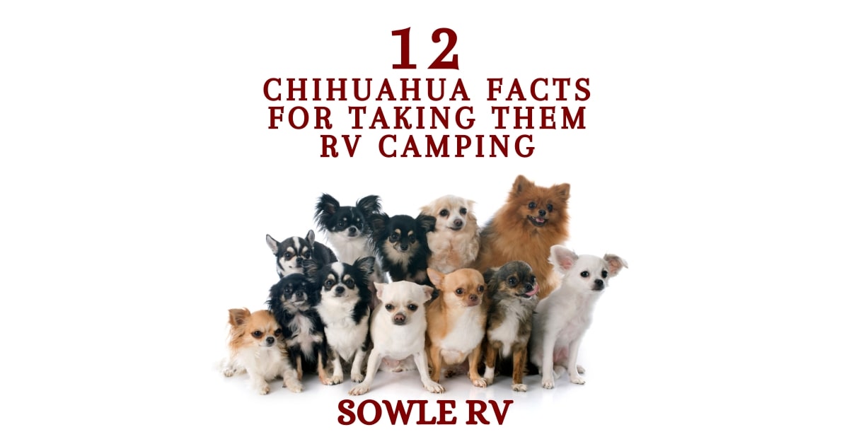 12 Chihuahua Facts You Need to Know Before Taking them RV Camping | SOWLE RV