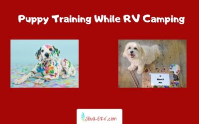 RV Camping with a New Puppy-What You Need to Know