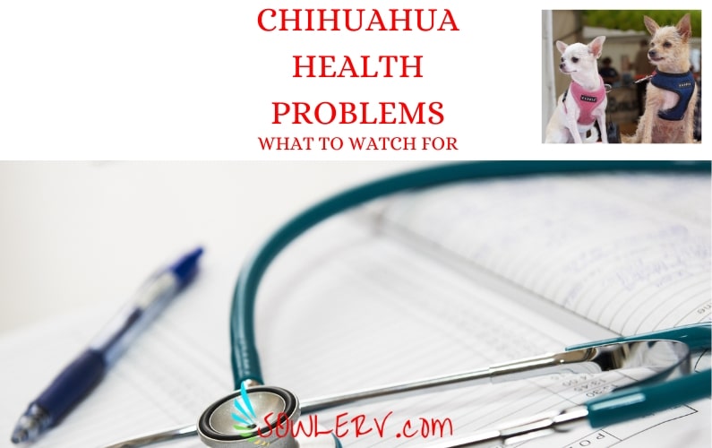Chihuahua Health Problems to Be Aware of Before Taking Them RV Camping-SOWLE RV