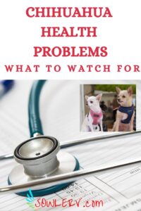 Chihuahua Health Problems You Need to Know About Before Taking them RV Camping | SOWLE RV