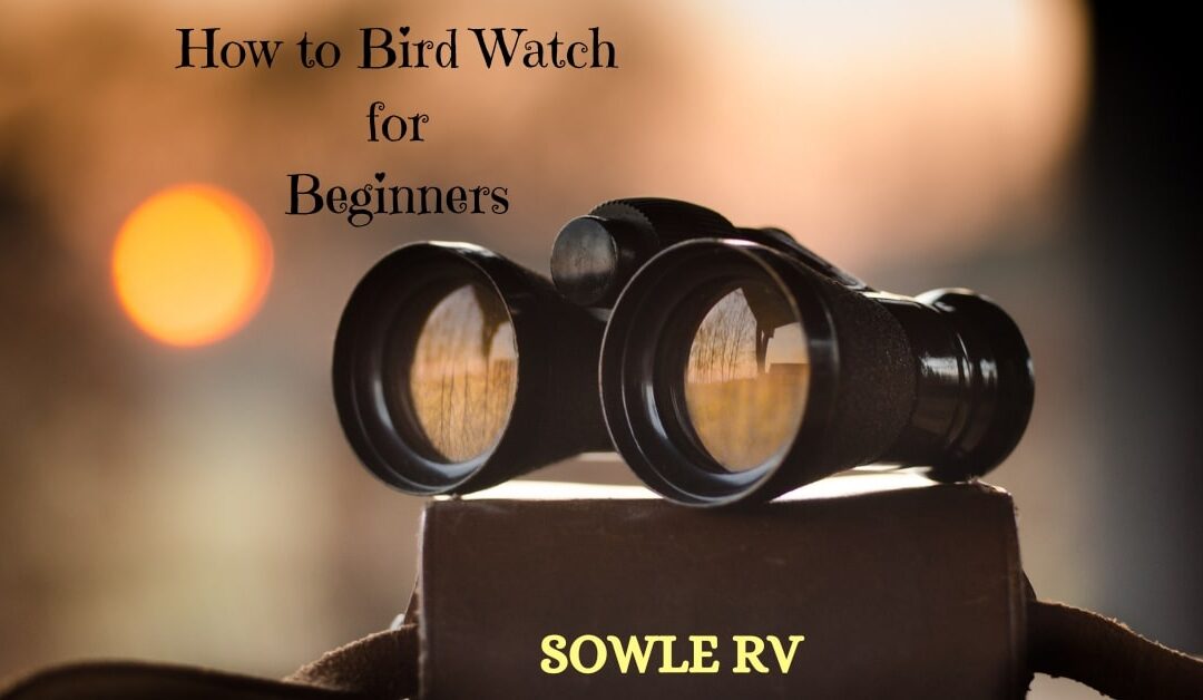 How to Bird Watch for Beginners | SOWLE RV