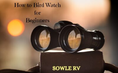 How to Bird Watch for Beginners