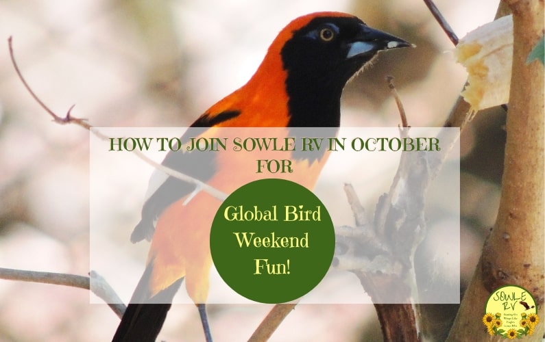 Join Us for Global Bird Weekend Fun! | SOWLE RV