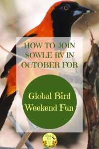 Join Us for Global Bird Weekend Fun! | SOWLE RV