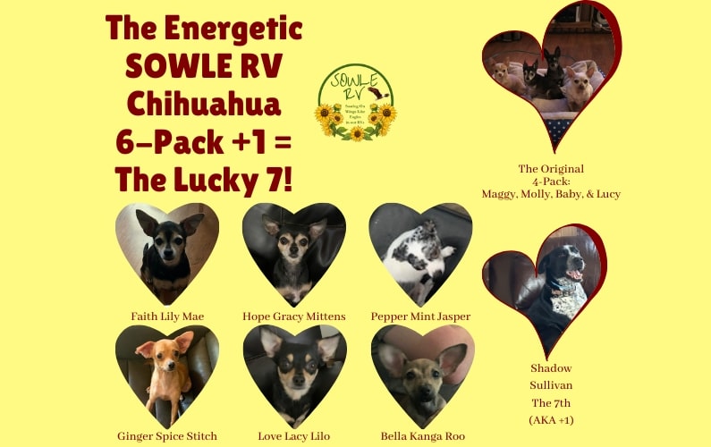 The Energetic SOWLE RV Chihuahua 6-Pack + 1 Equals The Lucky 7 | SOWLE RV