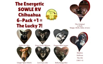 The Energetic SOWLE RV Chihuahua 6-Pack Plus 1 Equals The Lucky 7