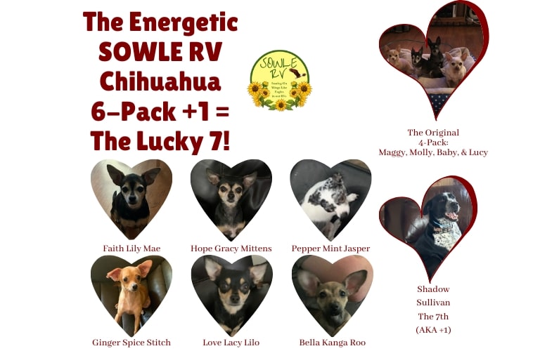 The Energetic SOWLE RV Chihuahua 6-Pack + 1 Equals The Lucky 7 min (24)