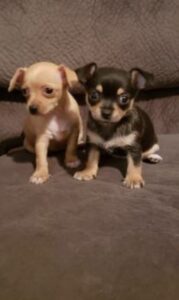 The Energetic SOWLE RV Chihuahua 6-Pack + 1 Equals The Lucky 7 min (27)