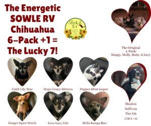 SOWLE RV Chihuahua 6-Pack Plus 1 Equals The Lucky 7