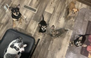 The Energetic SOWLE RV Chihuahua 6-Pack + 1 Equals The Lucky 7 min (24)