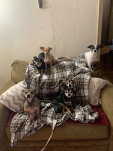 The Energetic SOWLE RV Chihuahua 6-Pack + 1 Equals The Lucky 7 min (24)