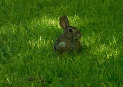 Experiencing Nature and Faith through the Lens | Wildlife Photos | SOWLE RV