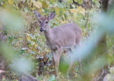SOWLE RV Photos | Deer