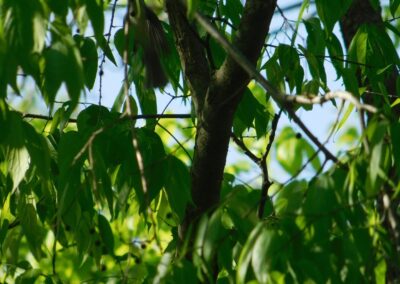 Plants and Trees in Gods Creation | SOWLE RV