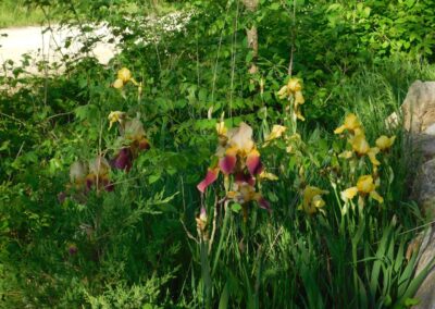 Plants and Trees in Gods Creation | SOWLE RV