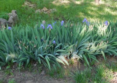 Plants and Trees in Gods Creation | SOWLE RV