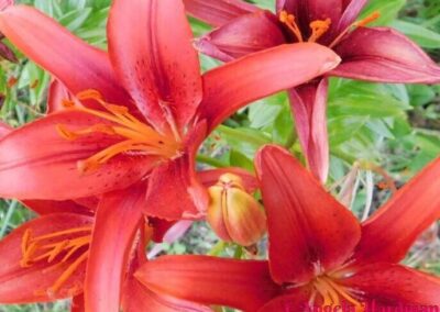 Plants and Trees in Gods Creation | SOWLE RV