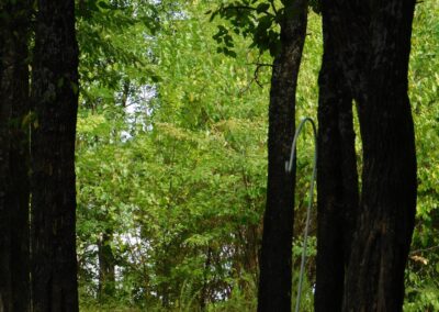 Plants and Trees in Gods Creation | SOWLE RV