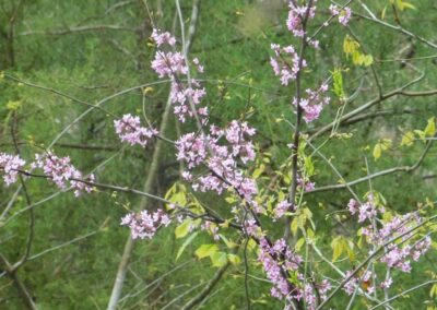 Plants and Trees in Gods Creation | SOWLE RV