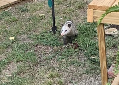 SOWLE RV Photos | Opossum