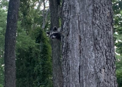 SOWLE RV Photos | Raccoon