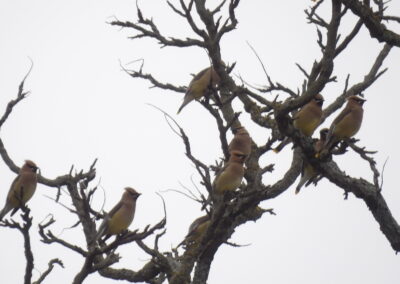 SOWLE RV Bird Photos | Cedar Waxwings