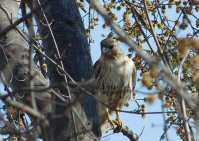 SOWLE RV Bird Photos | Red-Shouldered Hawk