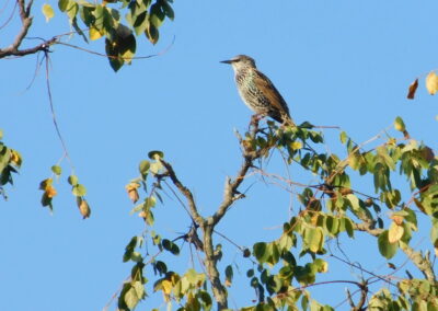 SOWLE RV Bird Photos | European Starling