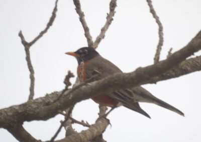 SOWLE RV Bird Photos | Robin