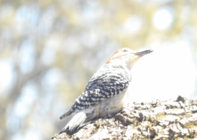 SOWLE RV Bird Photos | Red-Bellied Woodpecker