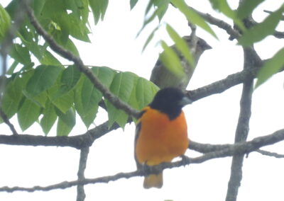 SOWLE RV Bird Photos | Baltimore Oriole