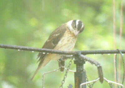SOWLE RV Bird Photos | Female Grosbeak