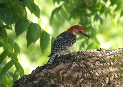SOWLE RV Bird Photos | Red-Bellied Woodpecker