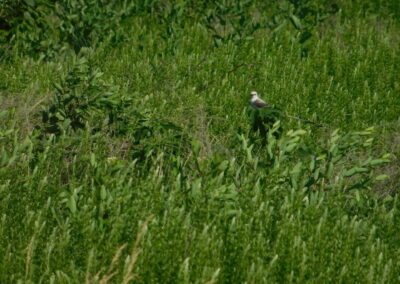 SOWLE RV Bird Photos | Scissor-Tailed Flycatcher
