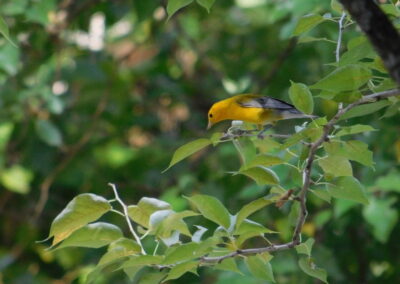 SOWLE RV Bird Photos | Prothonotary Warbler