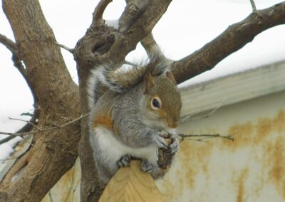 SOWLE RV Photos | Squirrel