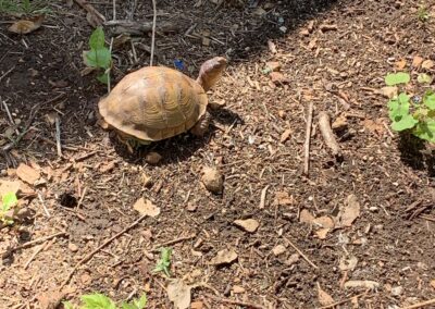 SOWLE RV Photos | Turtle